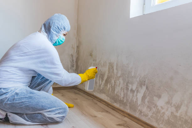 Mold Remediation specialist working in Camden