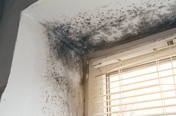Mold Removal service in Camden